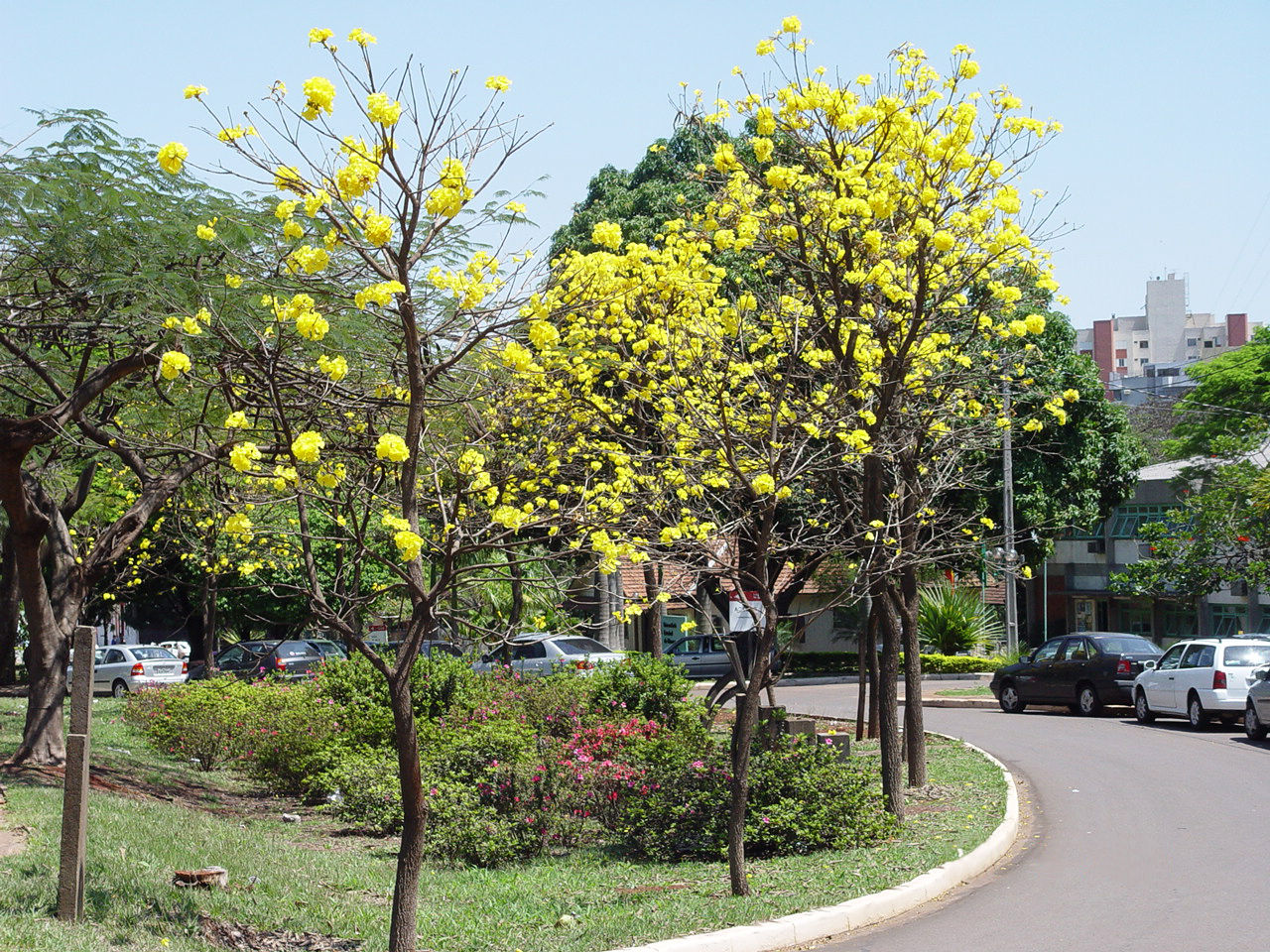 Universidade Estadual de Maringá